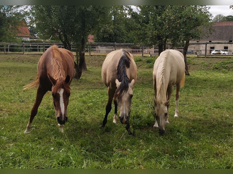 Pony tedesco Castrone 3 Anni 151 cm Sauro in Crossen