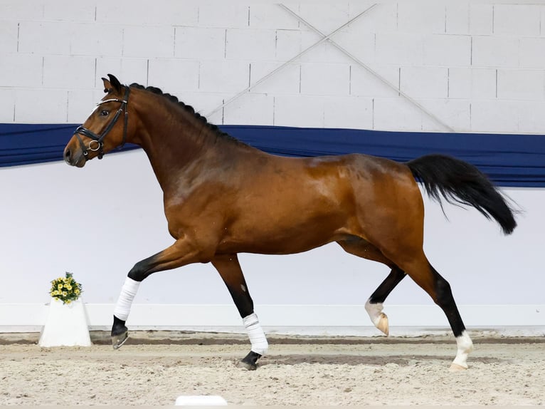 Pony tedesco Castrone 3 Anni 152 cm Baio in Marsberg