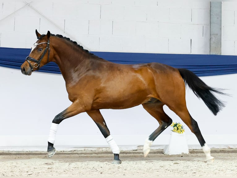 Pony tedesco Castrone 3 Anni 152 cm Baio in Marsberg