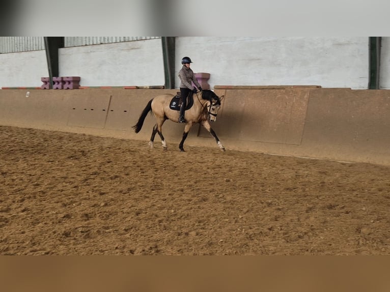 Pony tedesco Castrone 3 Anni 152 cm Pelle di daino in Perleberg OT Quitzow