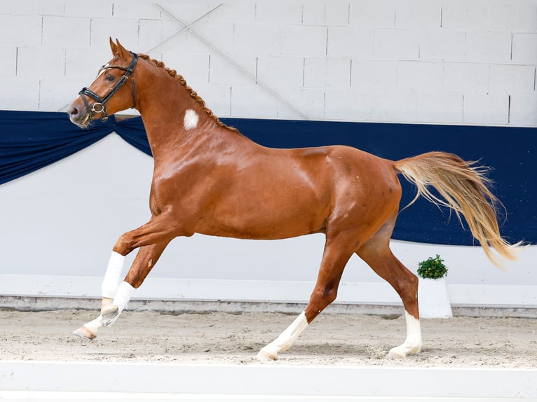 Pony tedesco Castrone 3 Anni 152 cm Sauro in Marsberg