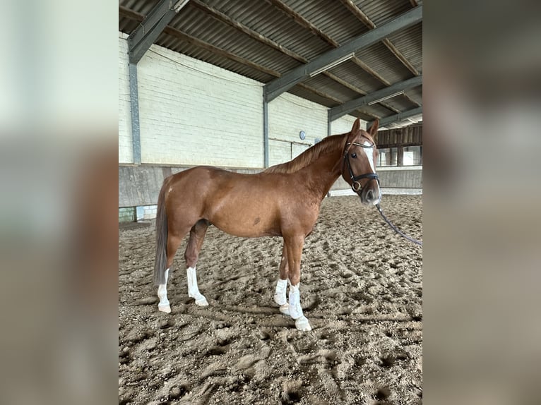 Pony tedesco Castrone 3 Anni 153 cm Sauro in Rees
