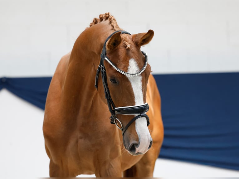 Pony tedesco Castrone 3 Anni 153 cm Sauro in Marsberg