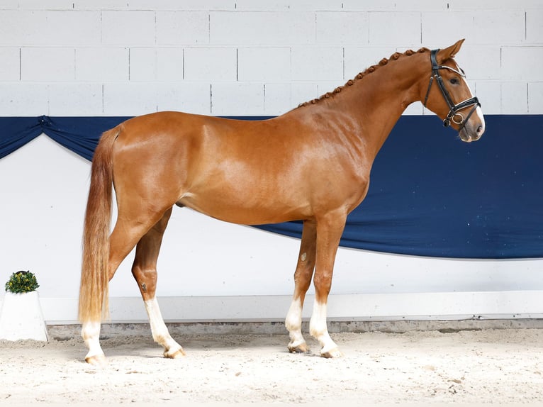 Pony tedesco Castrone 3 Anni 153 cm Sauro in Marsberg