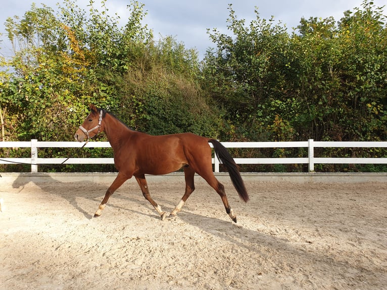 Pony tedesco Castrone 3 Anni 154 cm Baio in Waldenbuch