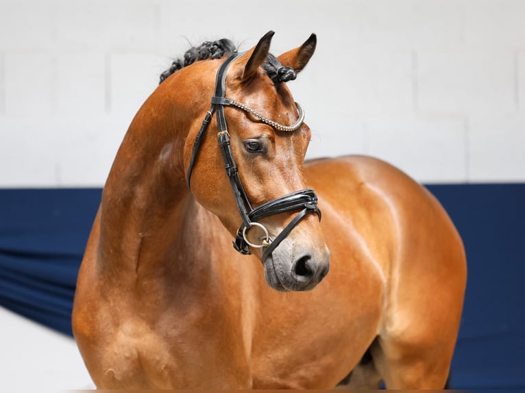 Pony tedesco Castrone 3 Anni 154 cm Baio in Marsberg
