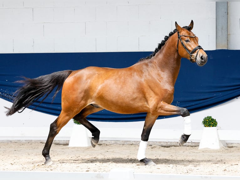Pony tedesco Castrone 3 Anni 154 cm Baio in Marsberg