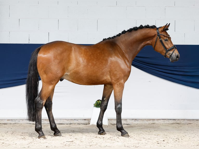 Pony tedesco Castrone 3 Anni 154 cm Baio in Marsberg
