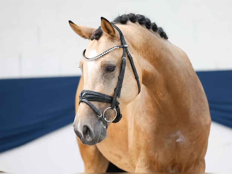 Pony tedesco Castrone 3 Anni 155 cm Falbo in Marsberg