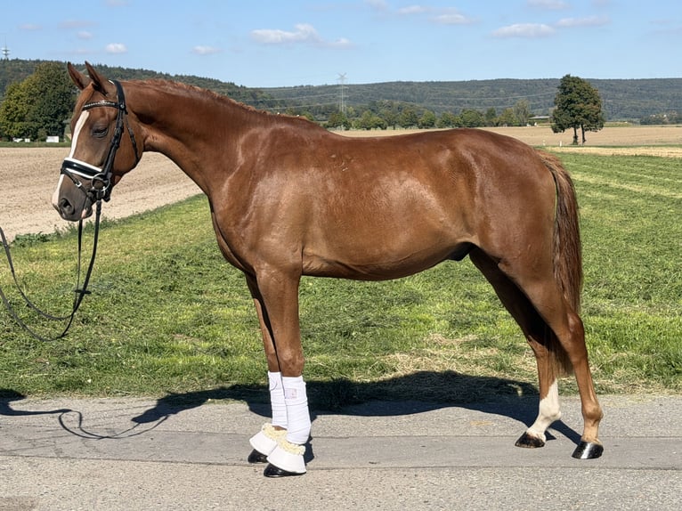 Pony tedesco Castrone 3 Anni 155 cm Sauro in Riedlingen