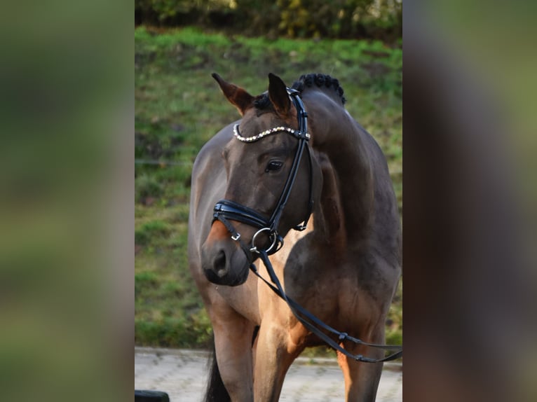 Pony tedesco Castrone 3 Anni 156 cm Baio in Fürstenau