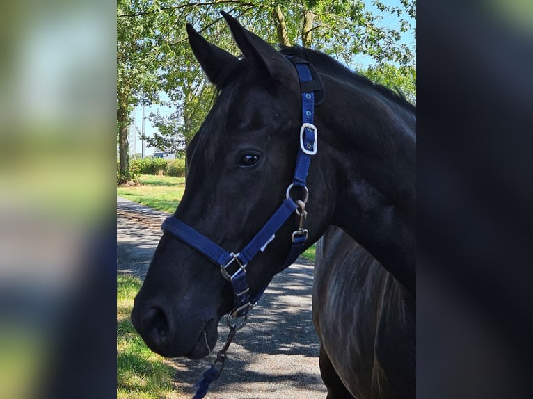 Pony tedesco Castrone 3 Anni 157 cm Baio nero in Raddestorf