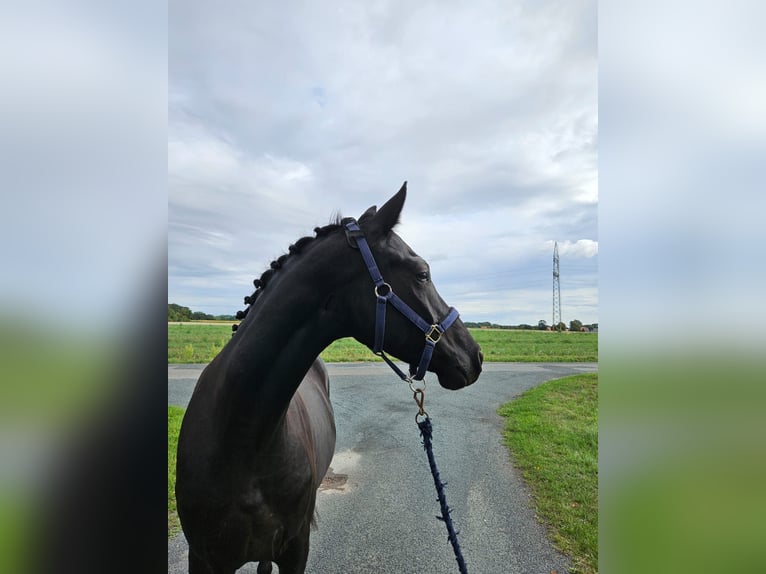 Pony tedesco Castrone 3 Anni 157 cm Baio nero in Raddestorf