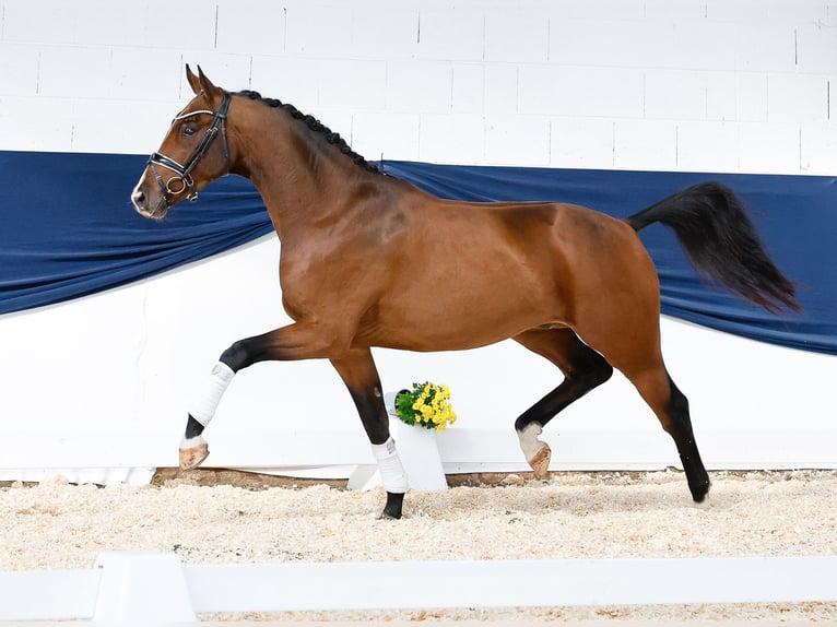 Pony tedesco Castrone 3 Anni 158 cm Baio in Marsberg