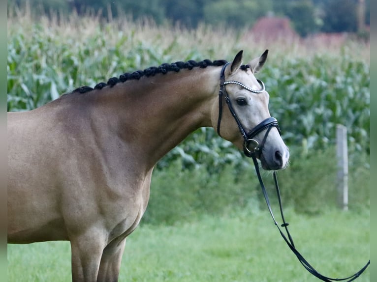 Pony tedesco Castrone 3 Anni 160 cm Pelle di daino in Nottuln