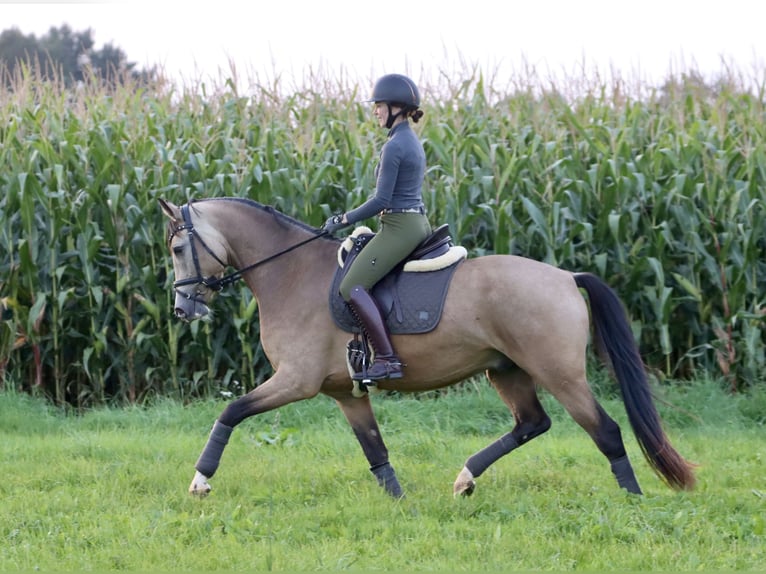 Pony tedesco Castrone 3 Anni 160 cm Pelle di daino in Nottuln