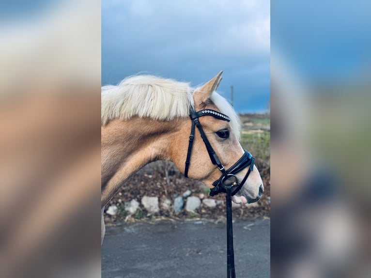 Pony tedesco Castrone 3 Anni  in Timmendorfer Strand