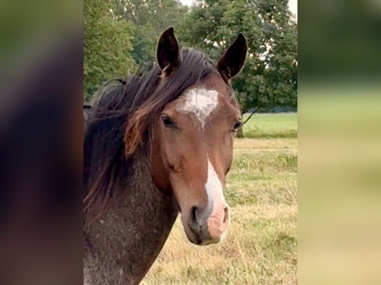 Pony tedesco Castrone 3 Anni  in Kloster Lehnin