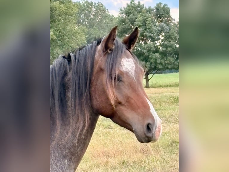 Pony tedesco Castrone 3 Anni  in Kloster Lehnin