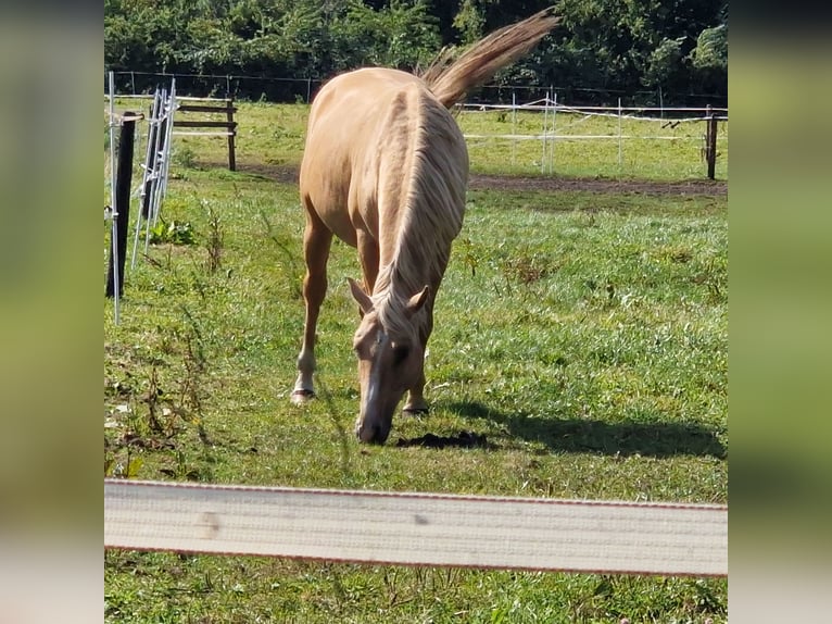 Pony tedesco Castrone 3 Anni Palomino in Bad Zwischenahn