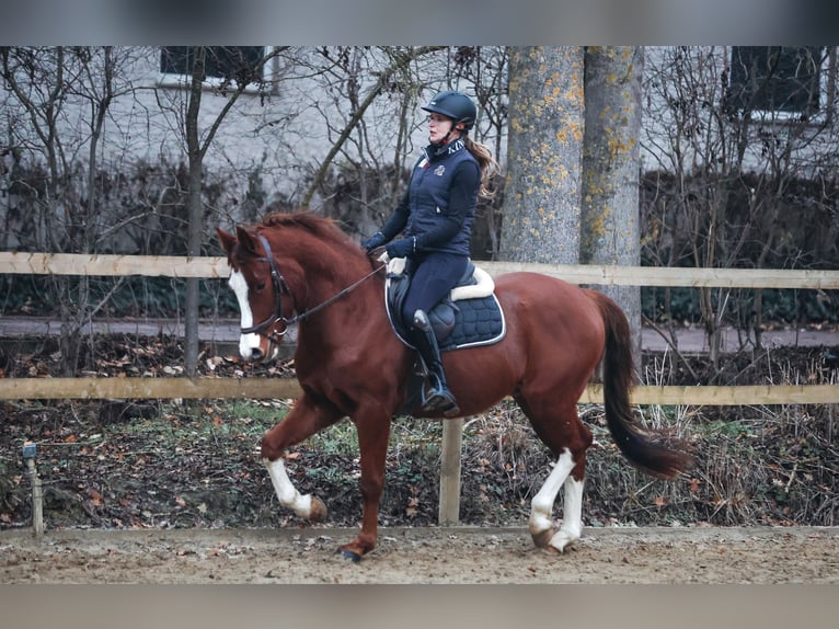 Pony tedesco Castrone 3 Anni Sauro scuro in Borgentreich