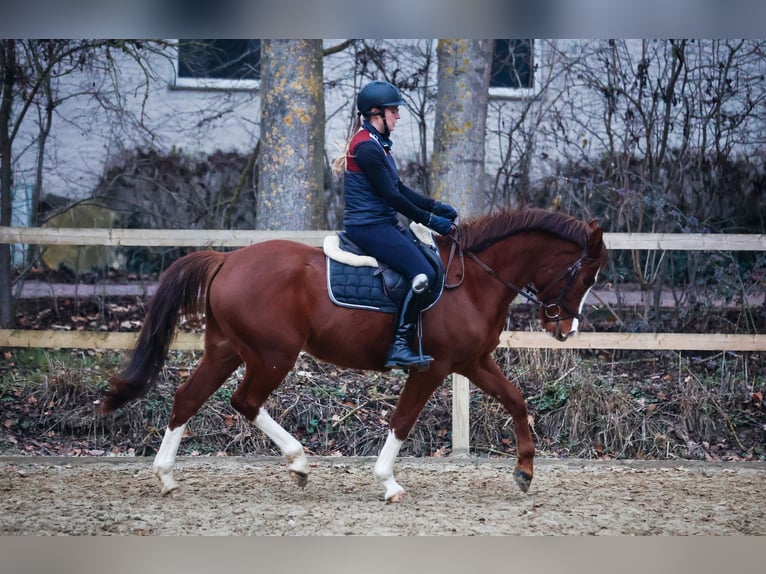 Pony tedesco Castrone 3 Anni Sauro scuro in Borgentreich