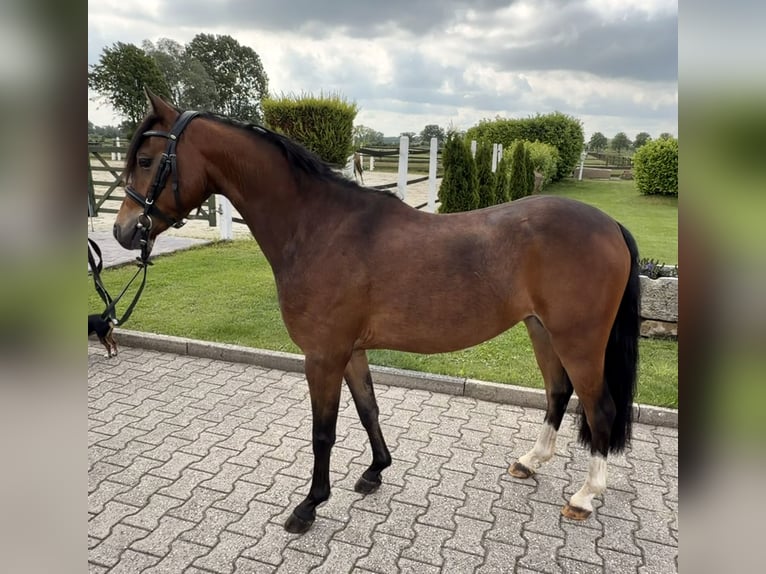 Pony tedesco Castrone 4 Anni 135 cm Baio in Nordwalde