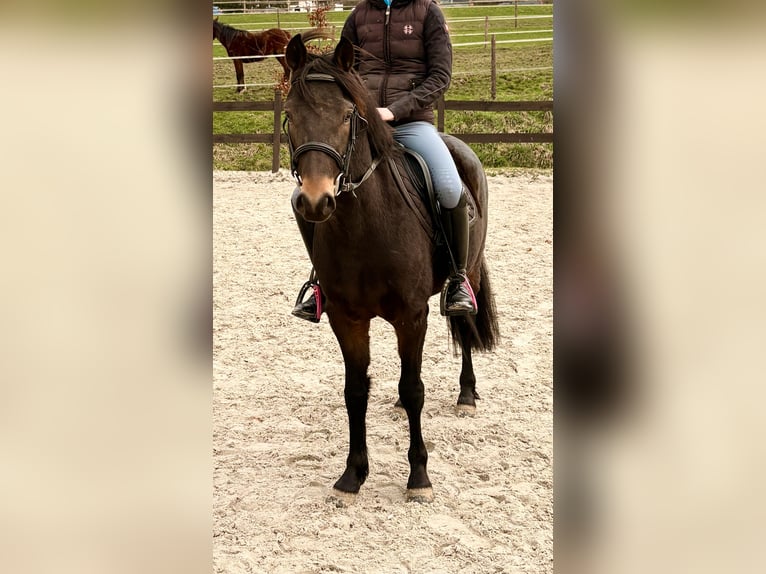 Pony tedesco Castrone 4 Anni 135 cm Baio scuro in Bergisch Gladbach