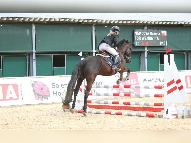Pony tedesco Mix Castrone 4 Anni 135 cm Leardo in Uttendorf