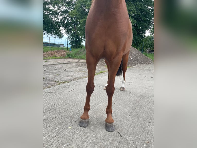 Pony tedesco Castrone 4 Anni 136 cm Sauro in G&#xF6;rmin