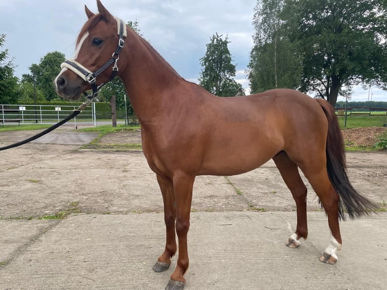 Pony tedesco Castrone 4 Anni 136 cm Sauro in G&#xF6;rmin