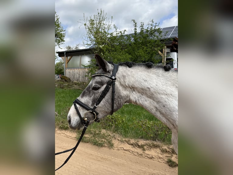 Pony tedesco Castrone 4 Anni 139 cm Può diventare grigio in Harsdorf
