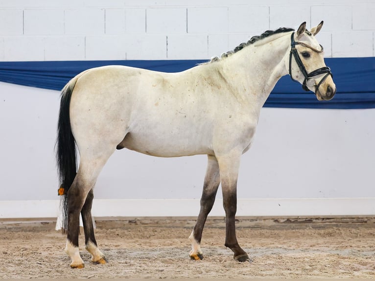 Pony tedesco Castrone 4 Anni 140 cm Falbo in Marsberg