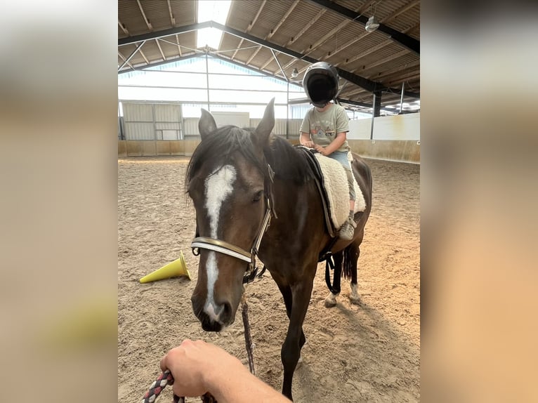 Pony tedesco Castrone 4 Anni 142 cm Baio in Holle