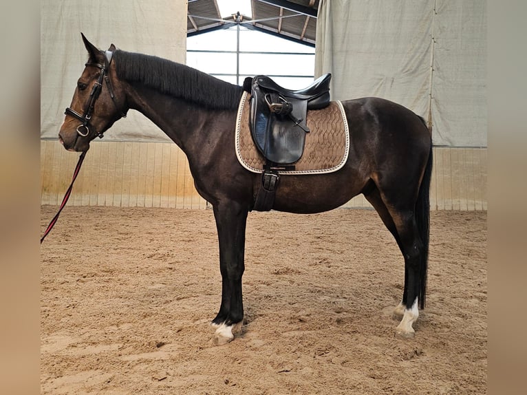 Pony tedesco Castrone 4 Anni 142 cm Baio in Holle