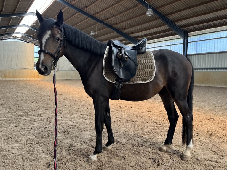 Pony tedesco Castrone 4 Anni 142 cm Baio in Holle
