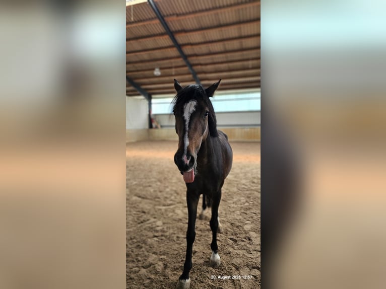 Pony tedesco Castrone 4 Anni 142 cm Baio in Holle