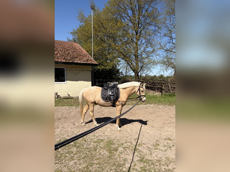 Pony tedesco Castrone 4 Anni 142 cm Palomino in Surwold