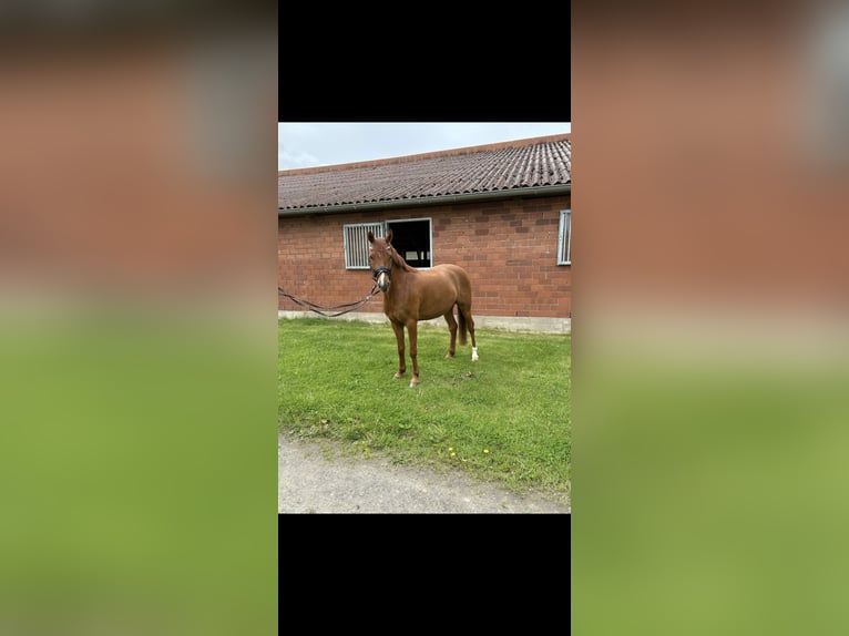 Pony tedesco Castrone 4 Anni 142 cm Sauro in Petershagen