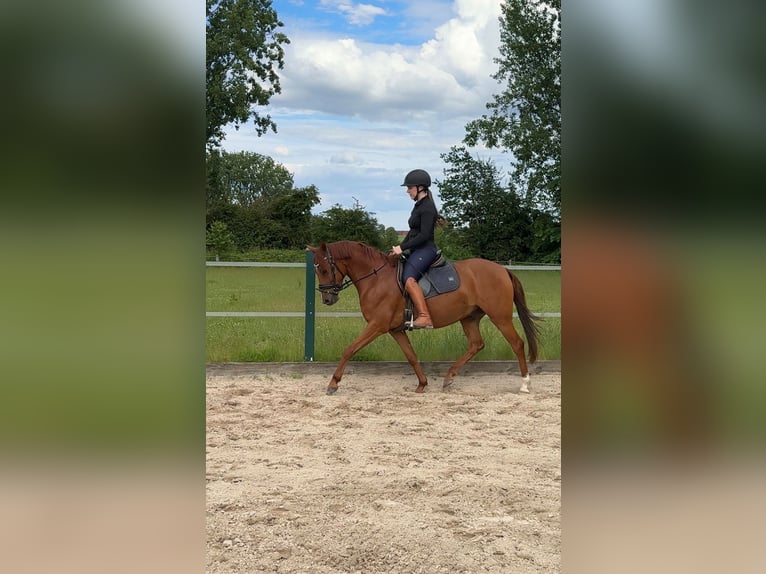 Pony tedesco Castrone 4 Anni 142 cm Sauro in Petershagen