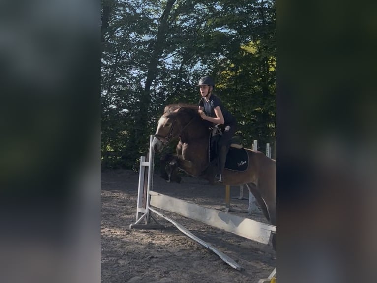 Pony tedesco Mix Castrone 4 Anni 143 cm Baio in Harsewinkel