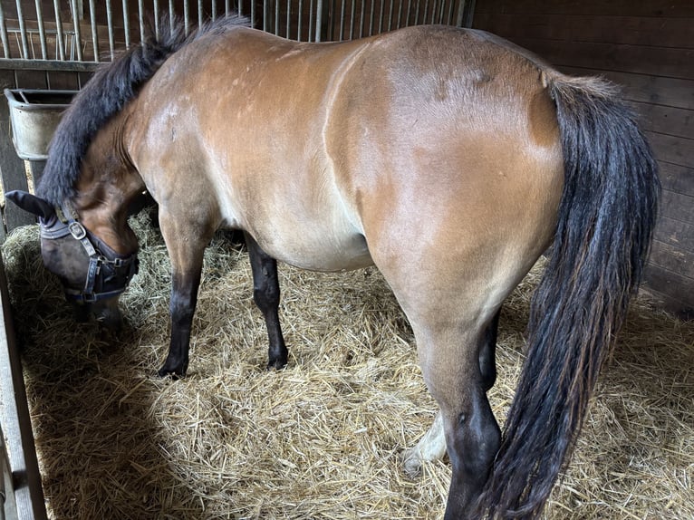 Pony tedesco Mix Castrone 4 Anni 143 cm Baio in Harsewinkel