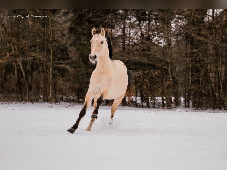 Pony tedesco Castrone 4 Anni 143 cm Pelle di daino in Bönningstedt