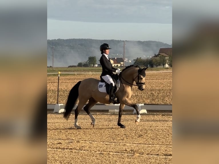 Pony tedesco Castrone 4 Anni 143 cm Pelle di daino in Salgen