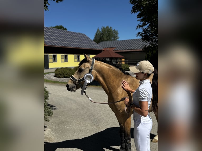 Pony tedesco Castrone 4 Anni 143 cm Pelle di daino in Salgen