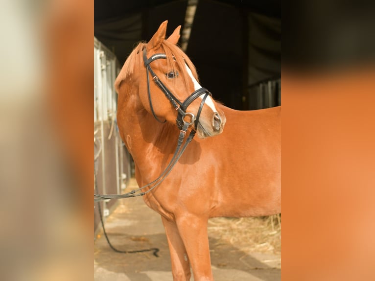 Pony tedesco Castrone 4 Anni 143 cm Sauro in Geilenkirchen