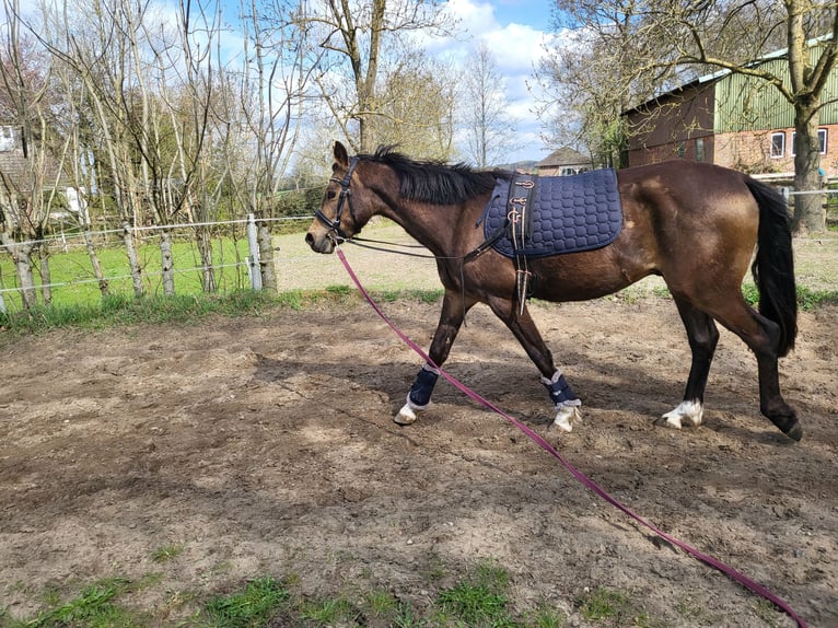 Pony tedesco Castrone 4 Anni 144 cm Pelle di daino in Langwedel