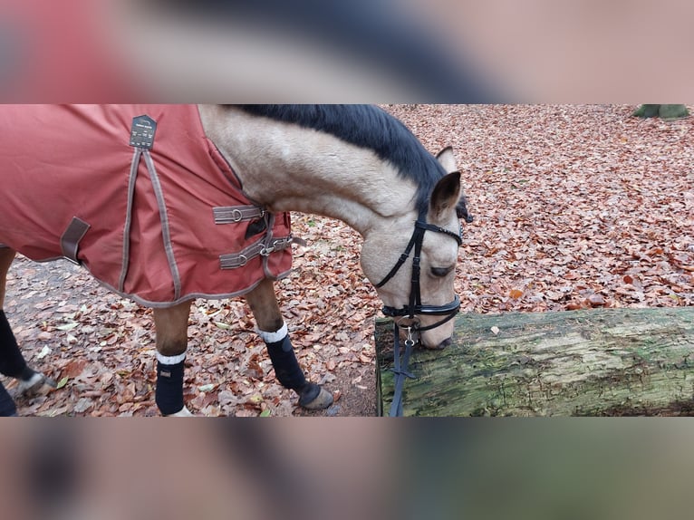 Pony tedesco Castrone 4 Anni 144 cm Pelle di daino in Wrist