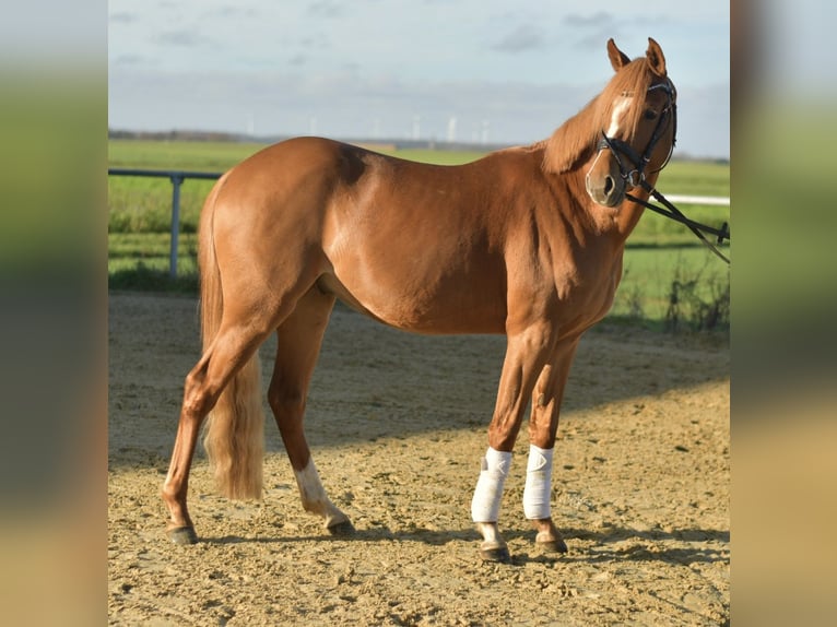 Pony tedesco Castrone 4 Anni 144 cm Sauro in Geilenkirchen