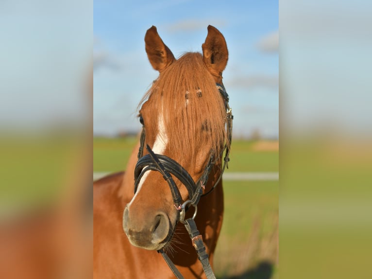 Pony tedesco Castrone 4 Anni 144 cm Sauro in Geilenkirchen